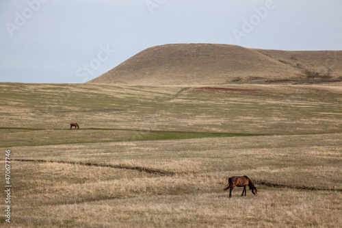 Horses with a foal walk the hills in the meadow on a warm spring day. Natural background. Plenty of free space for inserts.