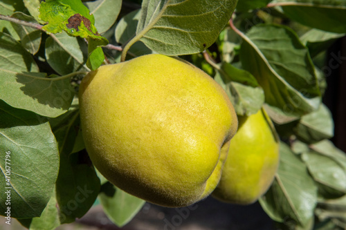 Fototapeta Naklejka Na Ścianę i Meble -  Quince fruits in tree