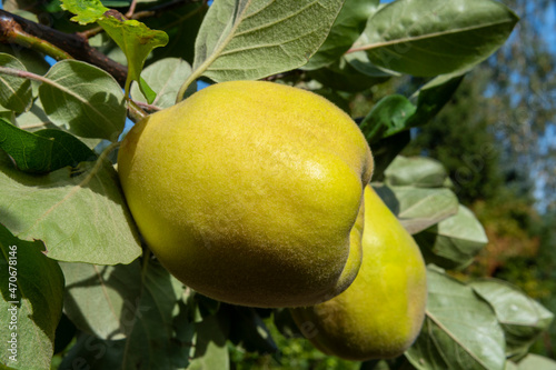 Fototapeta Naklejka Na Ścianę i Meble -  Quince fruits in tree