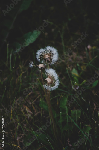 dandelion in the wind