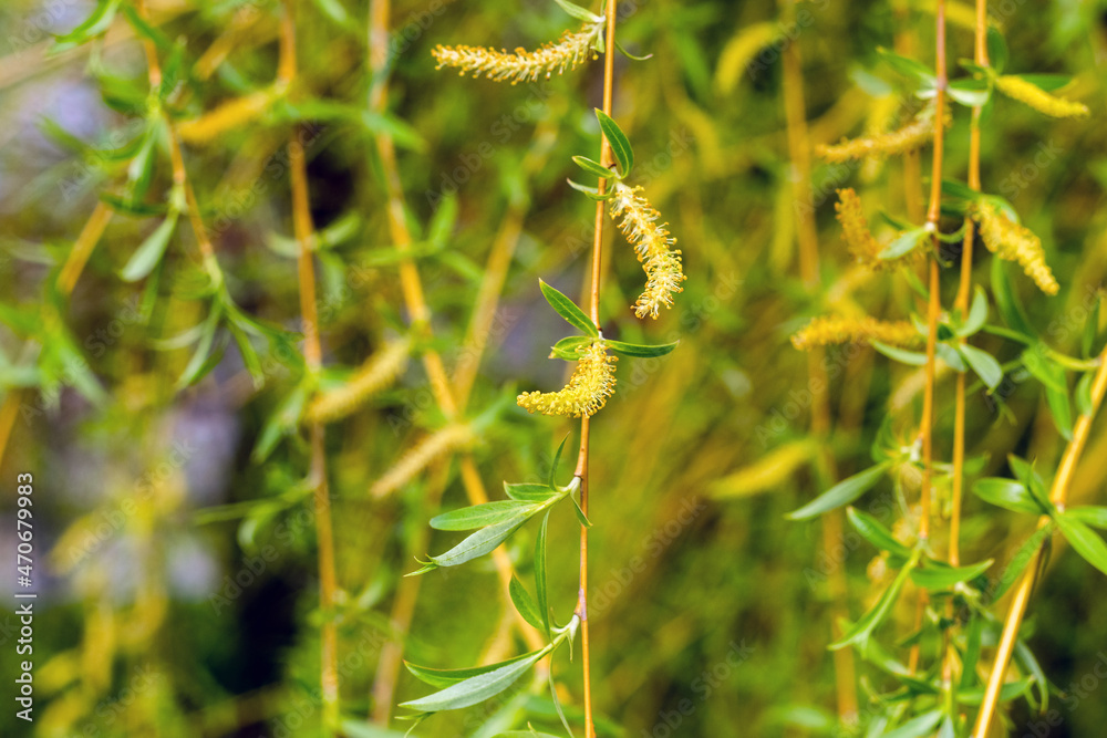 Naklejka premium Willow branches with young leaves and catkins, willow flowering