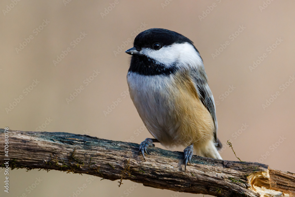 Close up portrait of a Black-capped chickadee (Poecile atricapillus) perched on a dead tree branch during autumn. Selective focus, background blur and foreground blur.
Close up portrait of a Black-capped chickadee (Poecile atricapillus) perched on a dead tree branch during autumn. Selective focus, background blur and foreground blur.