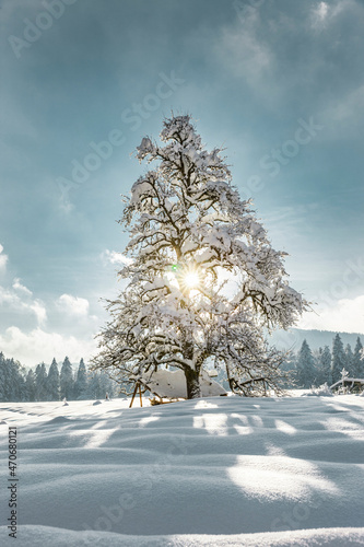 Verschneiter Baum im Winter bei Gegenlicht