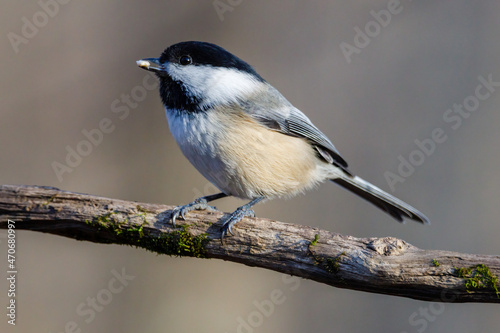 Close up portrait of a Black-capped chickadee (Poecile atricapillus) perched on a dead tree branch with a sunflower seed in it's beak during autumn. Selective focus, background blur and foreground blu