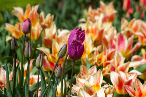 tulip flowers - spring flowers