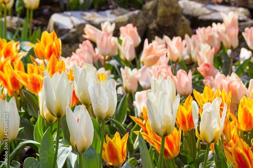 tulip flowers - spring flowers