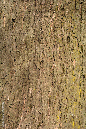 Common catalpa