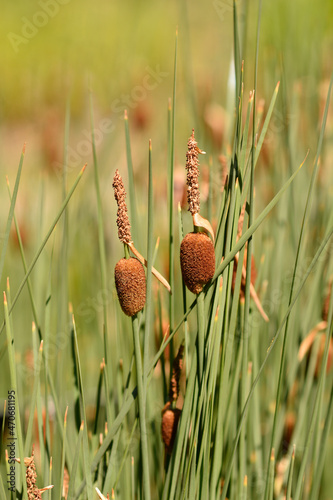 Fotografie Dwarf bulrush