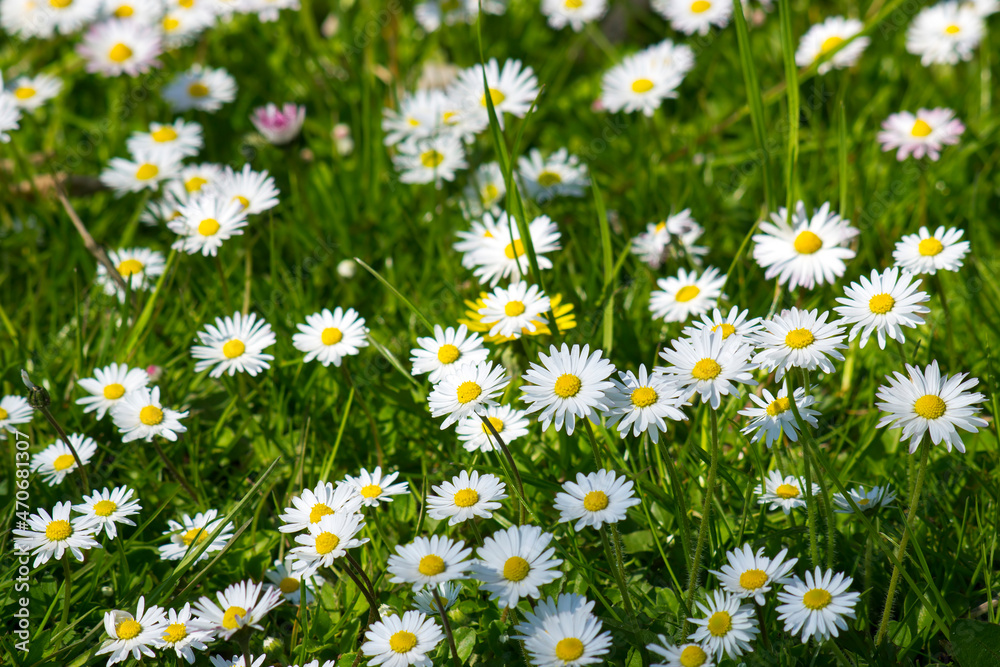 daisies in the garden - flower carpet daisies in the garden - flower carpet