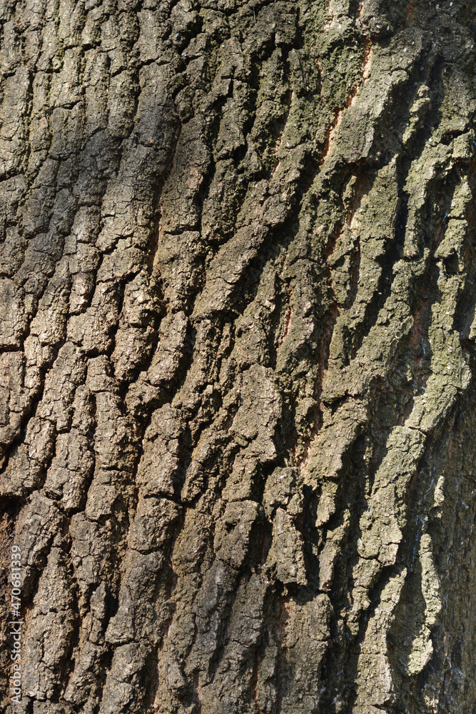 English oak English oak