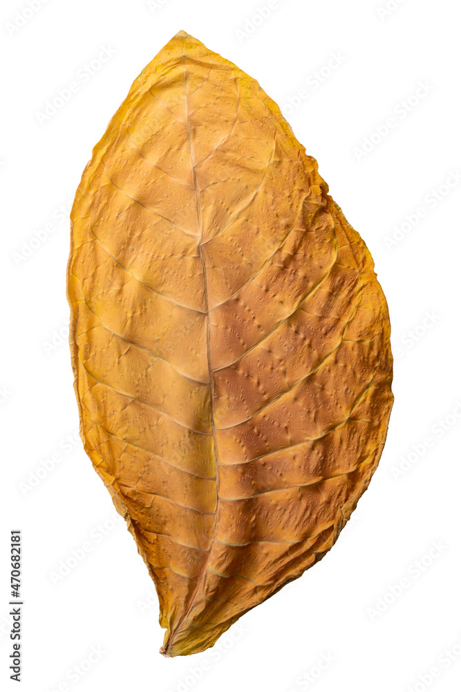 Fototapeta premium Dried fermented tobacco leaf