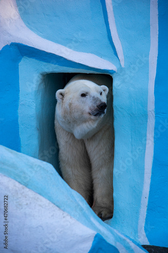white bear