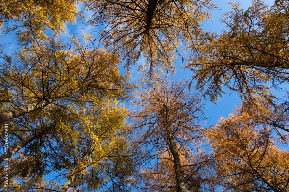 Golden autumn colours of pine trees against blue sky, Berkshire, England, UK Golden autumn colours of pine trees against blue sky, Berkshire, England, UK