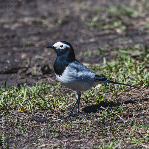 bird