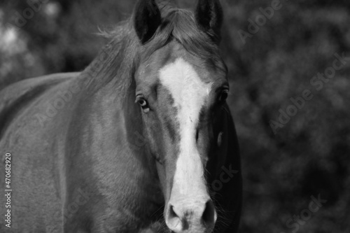 Horse portrait looking at camera close up on ranch.