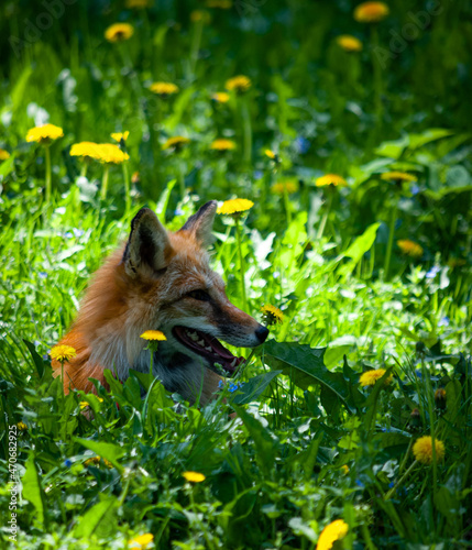 fox