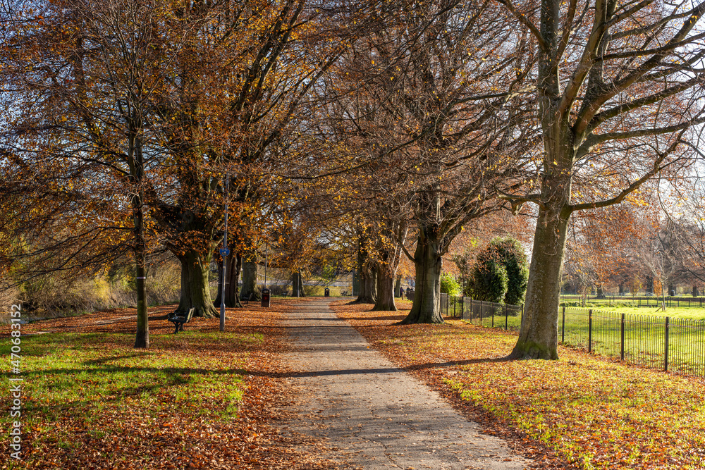 autumn in the park, Hereford, uk