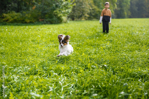 boy plays with a papillon in nature. a child's walk with a dog in the park