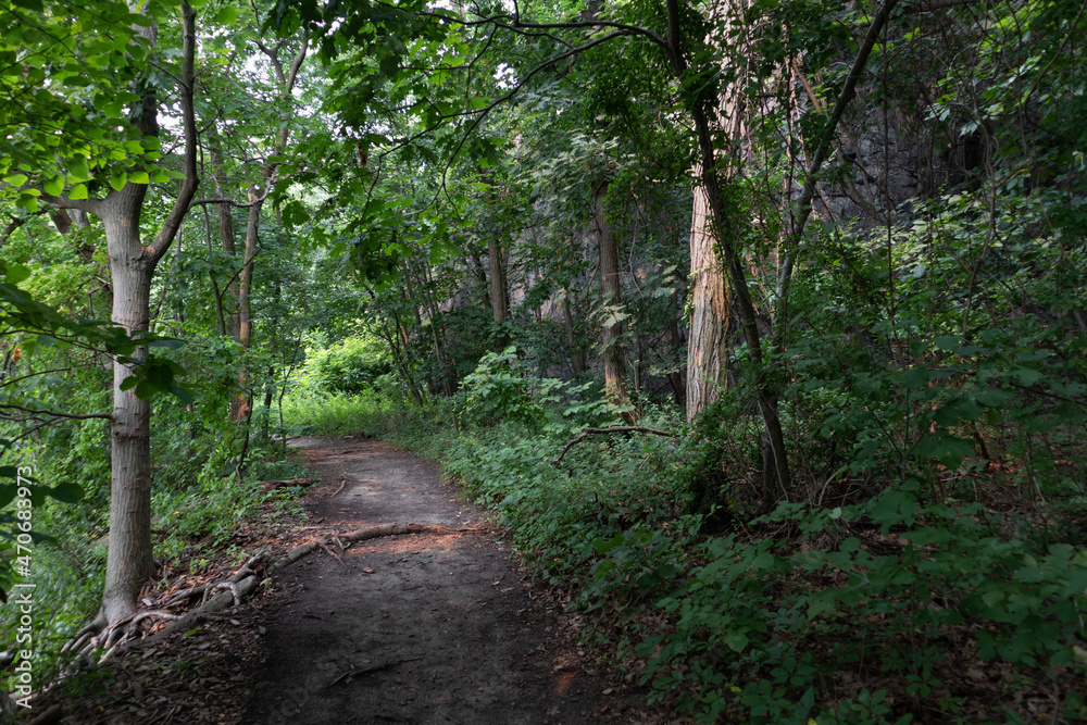 Obraz premium Empty Forest Hiking Trail at Little Stony Point in Cold Spring New York with Green Trees