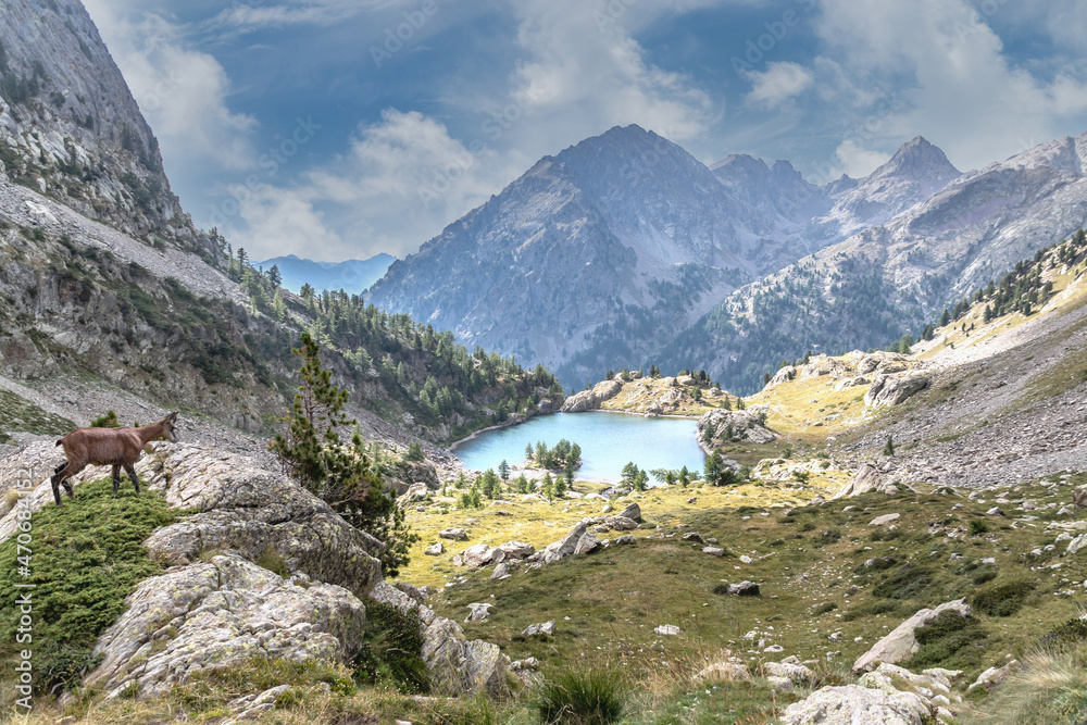 Chamois sur un rocher dans le massif du Mercantour au-dessus d'un lac d'altitude