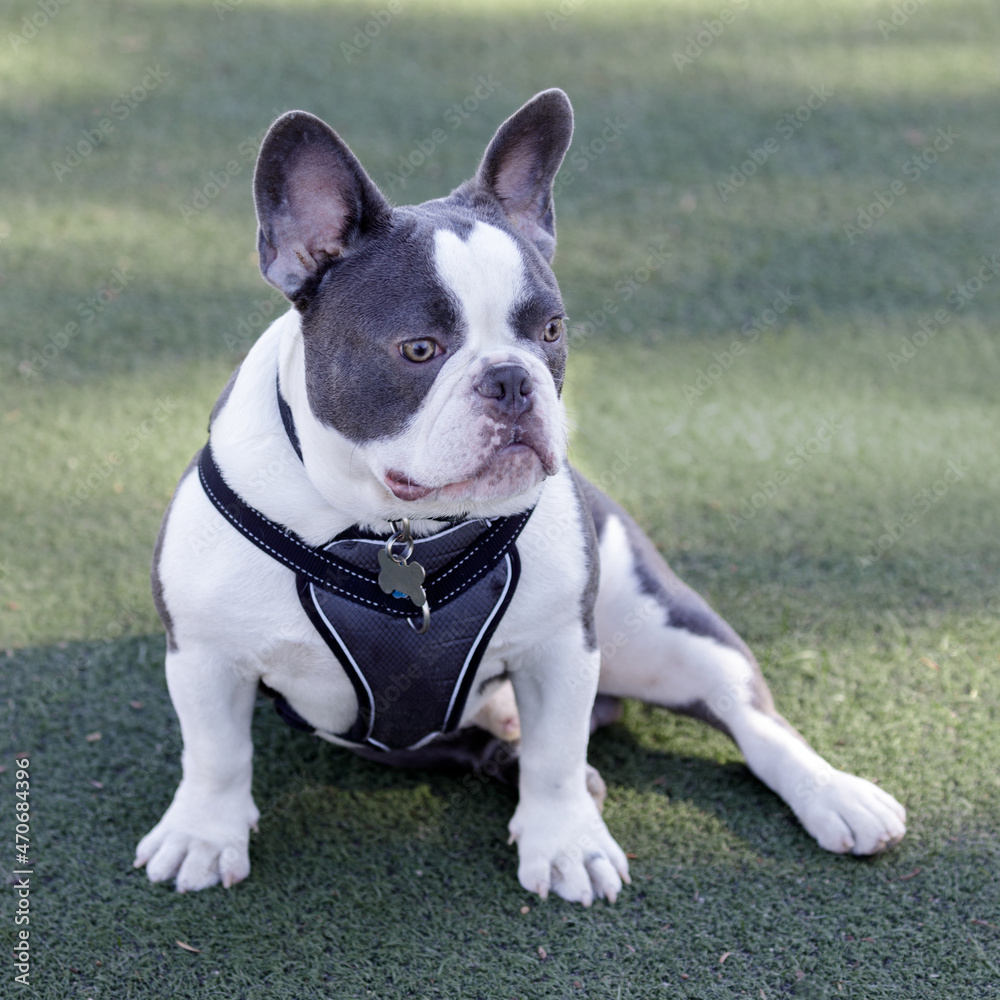 8-Month-Old Blue and White Pied Frenchie Puppy Male Sitting Comfortably. Off-leash dog park in Northern California.