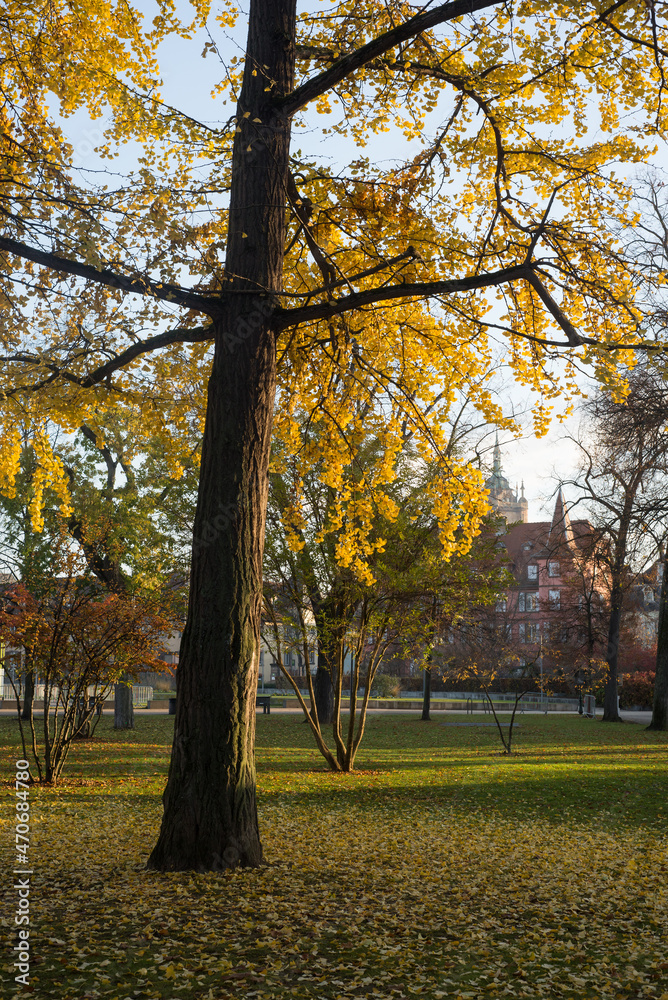 View of autumnal leaves of Ginkgo biloba tree in a public garden