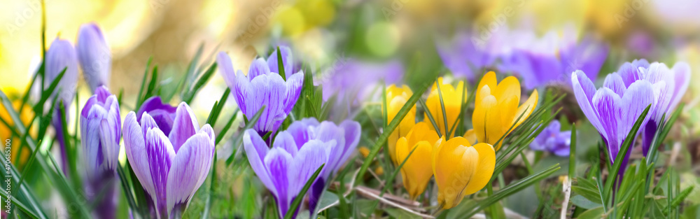 Fototapeta premium pretty crocus yellow and pink blooming in a meadow in panoramic view