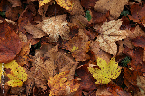 Pile of fallen autumn leaves on ground  top view