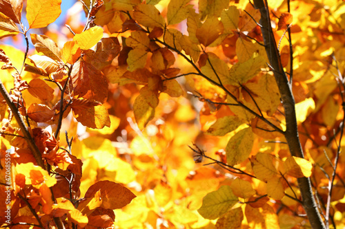 Tree with beautiful bright leaves outdoors on sunny autumn day, closeup