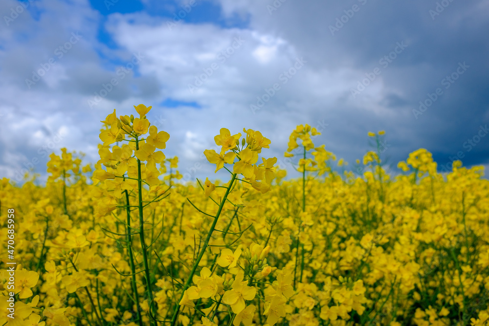 Gelb blühender Raps (lat.: Brassica napus) im Mai auf einem Feld vor einem blauen Himmel mit Wolken