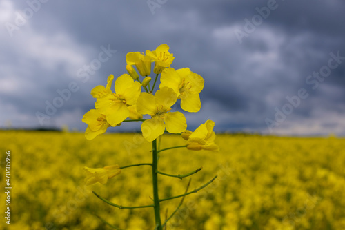 Nahaufnahme im Detail: Gelb blühender Raps (lat.: Brassica napus) vor einem wolkigen Hinmmel