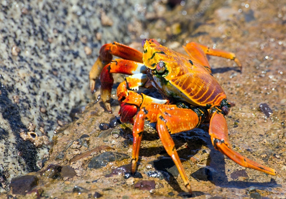 Fototapeta premium Red crab sitting on stone, sea crustacean