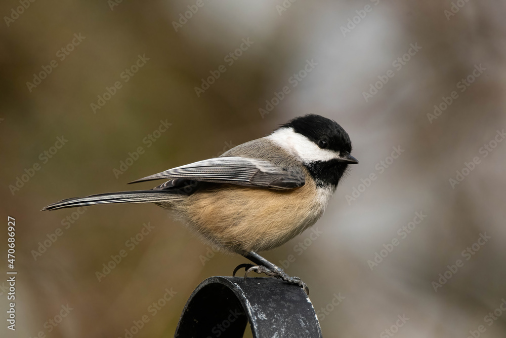 Black-capped Chickadee perched on lamppost Black-capped Chickadee perched on lamppost