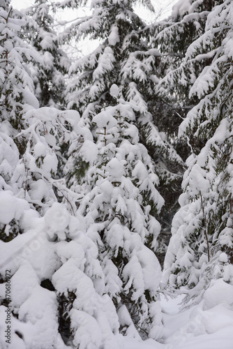 Snow-covered fir trees with large caps of snow.