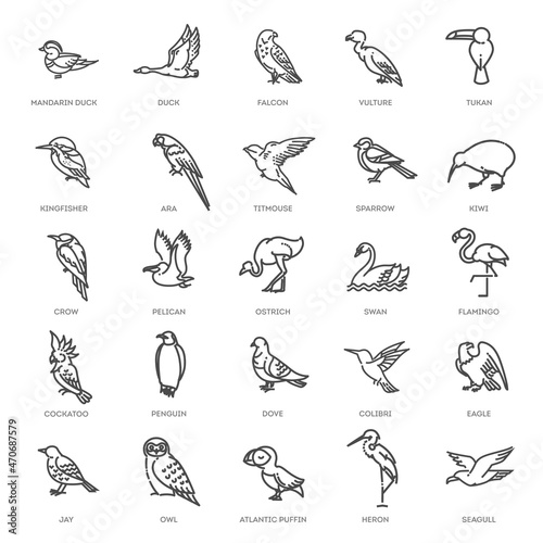 Set of different birds. Vector line icons © tettygreen