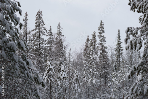 A snow-covered landscape of a winter forest