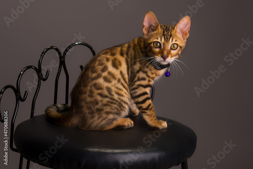 Slika na platnu Curious pure bred bengal kitten looks at the camera