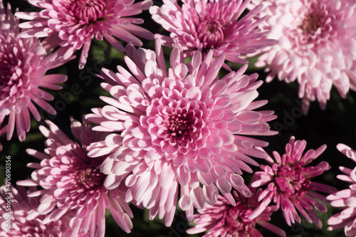 Fototapeta Naklejka Na Ścianę i Meble -  Pink chrysanthemum background. Color flower texture. Closeup macro pattern.