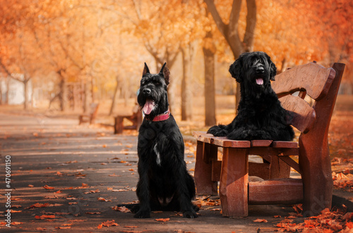 giant schnauzer dog lovely portrait in autumn park magic light cute pet 