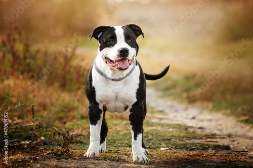 American staffordshire terrier dog lovely portrait 