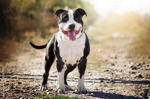 American staffordshire terrier dog lovely portrait 