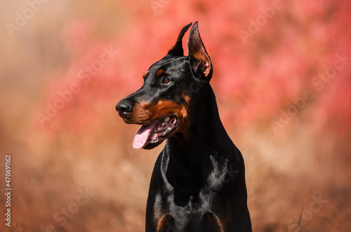 Leinwand Poster Doberman dog beautiful breed portrait on a red background