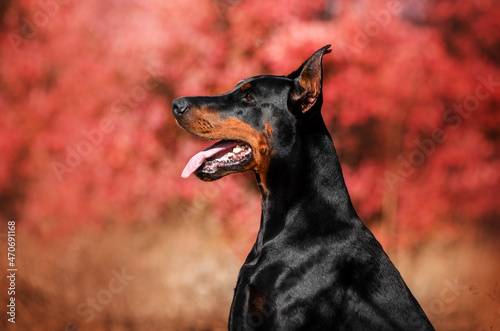 Doberman dog beautiful breed portrait on a red background