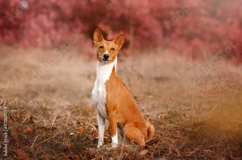 Basenji dog autumn portrait of a ginger pet 