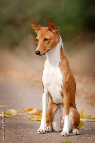 Basenji dog autumn portrait of a ginger pet 