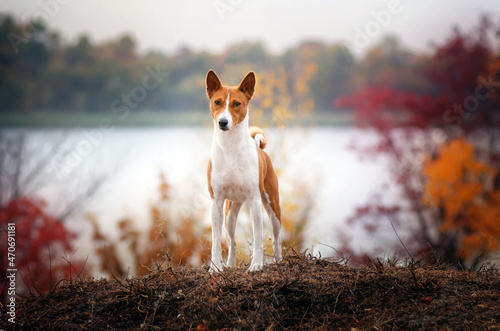Cuadro en lienzo Basenji dog autumn portrait of a ginger pet