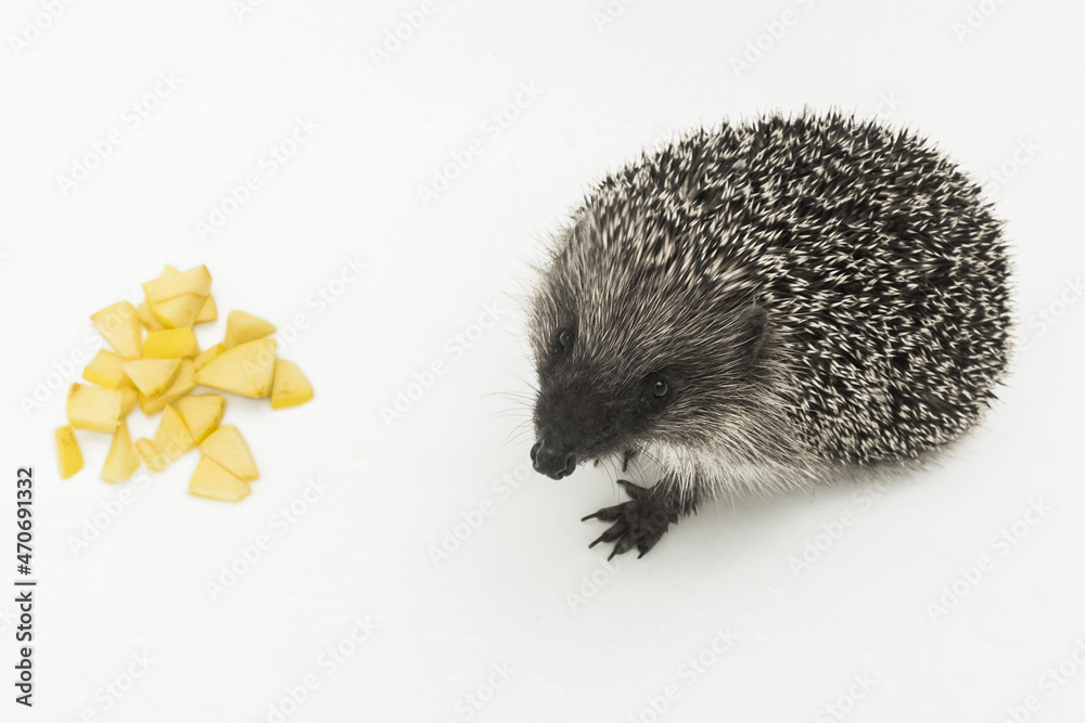 Obraz premium Hedgehog a prickly animal of wild nature mammal eats small pieces of chopped apple on a white background