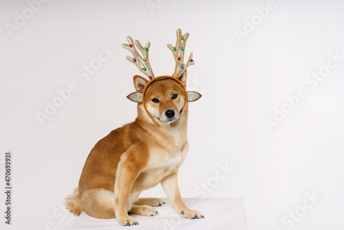 New year and christmas concept with cute dog in ridiculous pose wearing deer antlers headband on a solid light background.