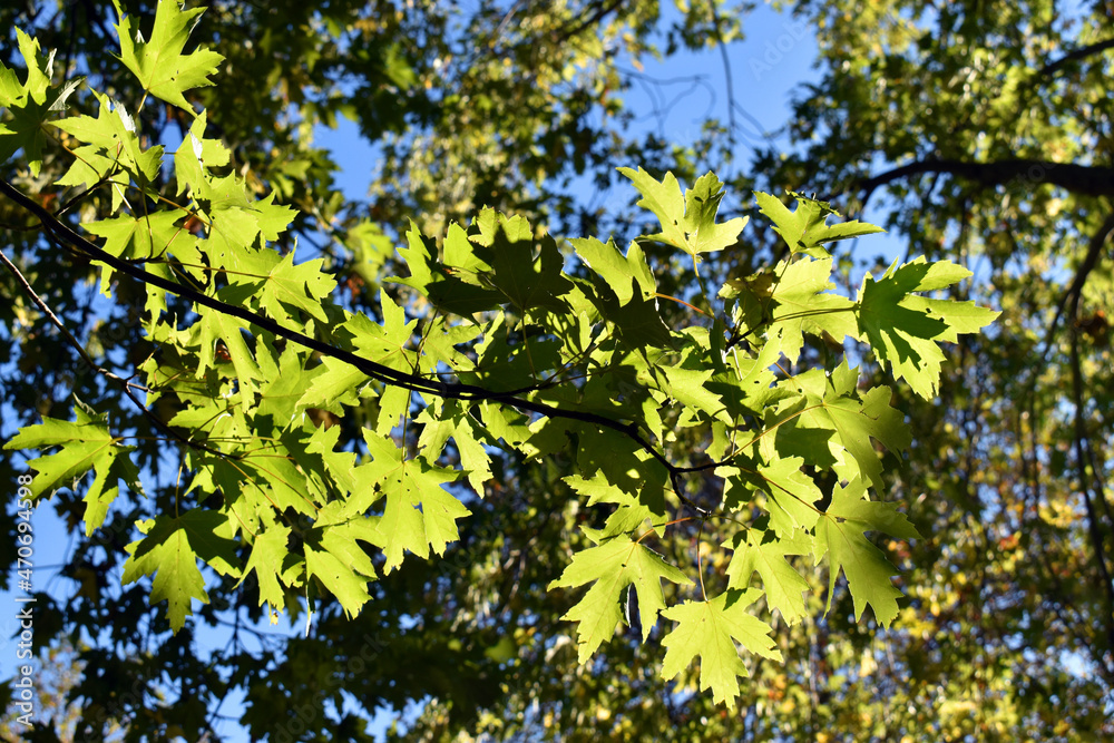 Maple leaves (Acer sp) against the light in a park Maple leaves (Acer sp) against the light in a park