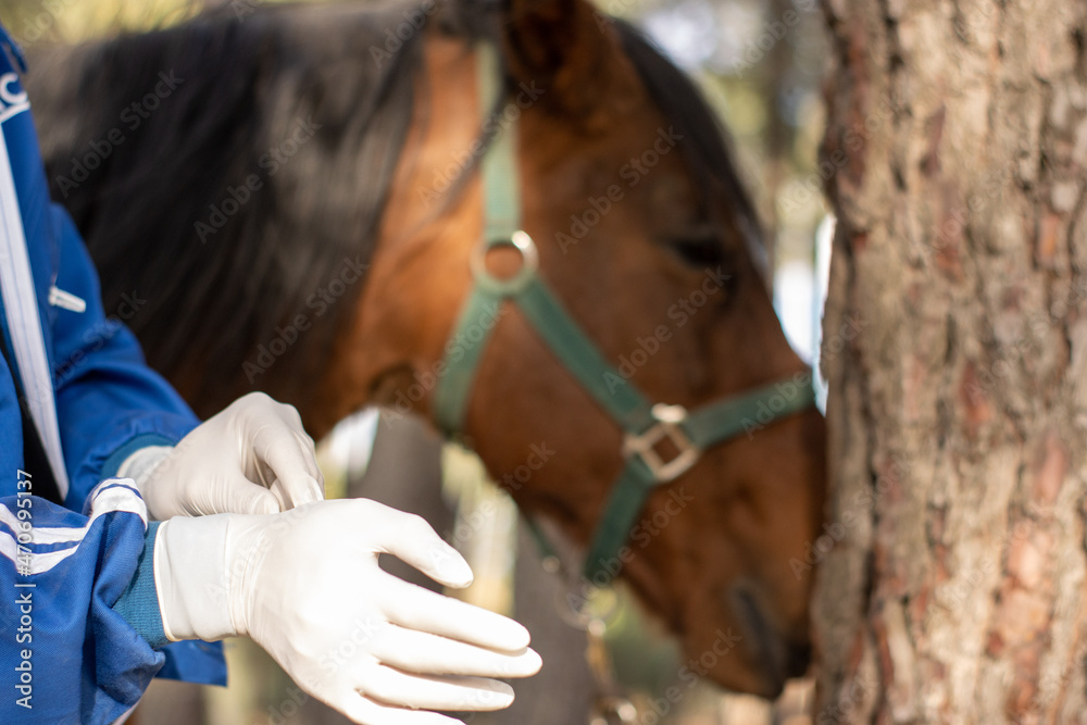 close-up of a veterinarian putting on gloves to vaccinate and treat the horse